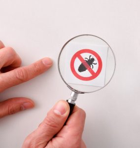 Lees meer over het artikel Schaamluis